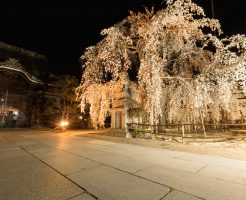 兎川寺の桜