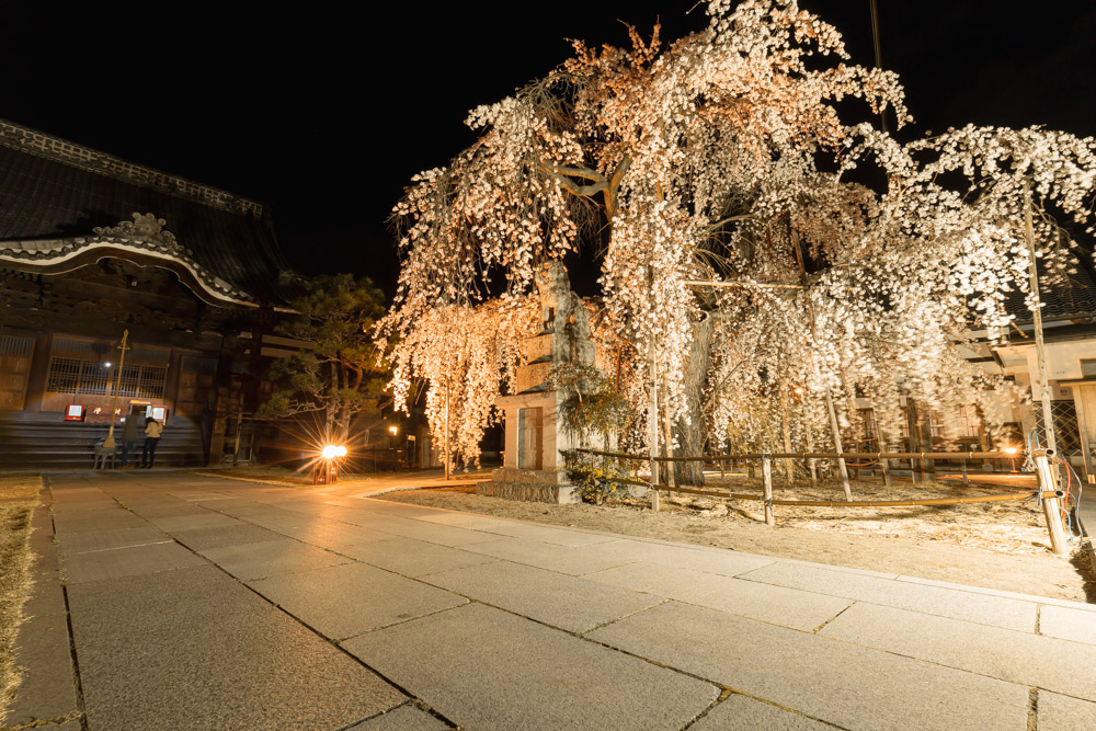 兎川寺の桜