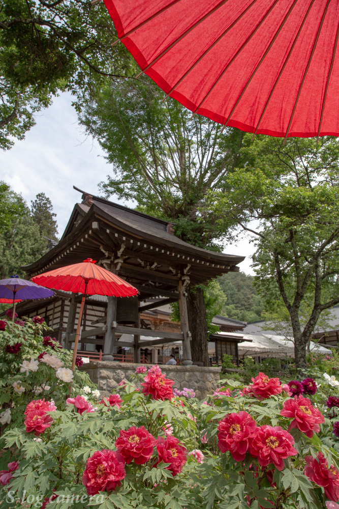 牡丹で有名な長野県伊那市の遠照寺で撮影してきた! | 写真 ...