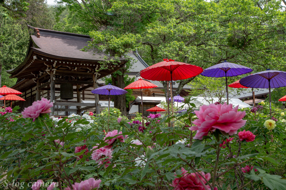 牡丹で有名な長野県伊那市の遠照寺で撮影してきた 写真好き男子のカメラブログ 長野県の魅力を伝えたい