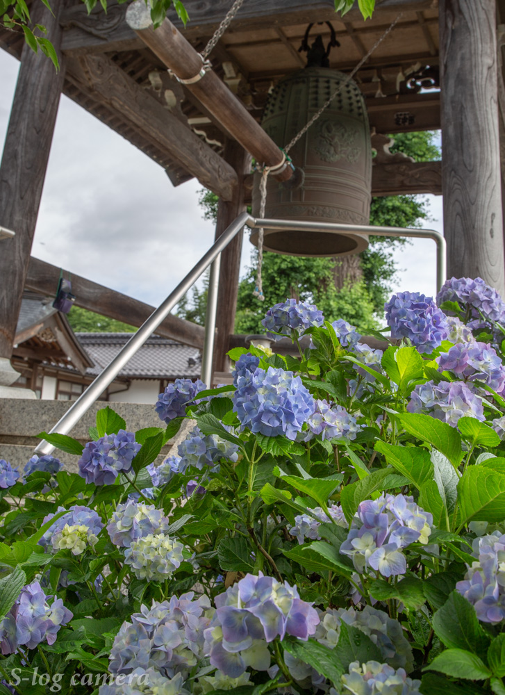 松本市の高台にあるあじさい寺 法船寺で撮影してきた 写真好き男子のカメラブログ 長野県の魅力を伝えたい