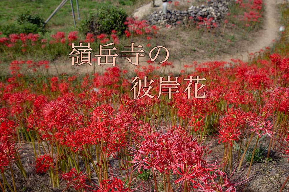 彼岸花を撮影しに長野県松川町の嶺岳寺へ行ってきた 写真好き男子のカメラブログ 長野県の魅力を伝えたい