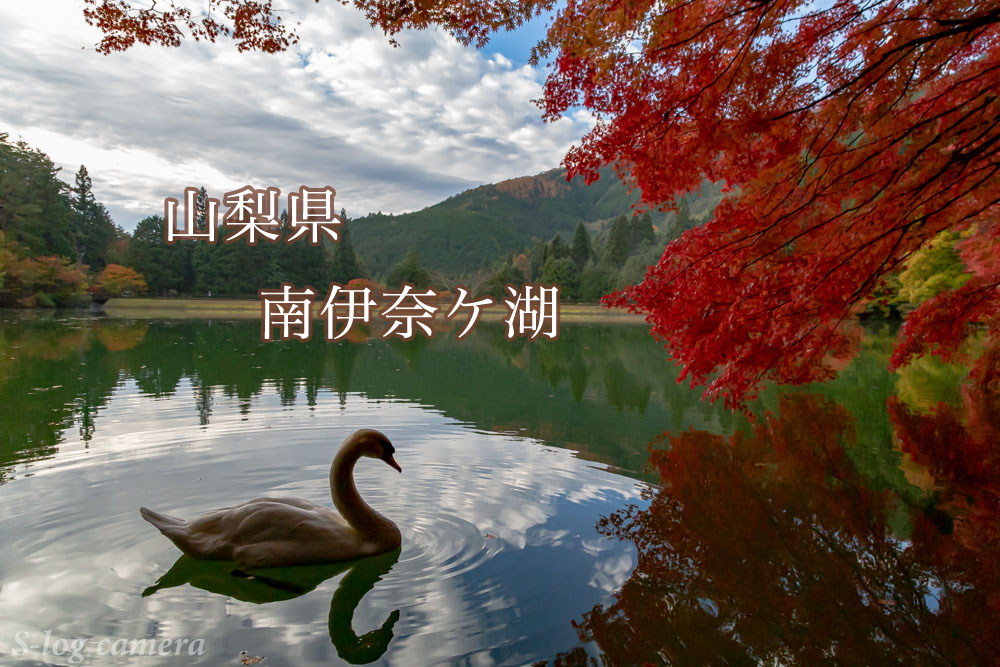山梨県南伊奈ヶ湖で紅葉と白鳥の撮影 写真好き男子のカメラブログ 長野県の魅力を伝えたい