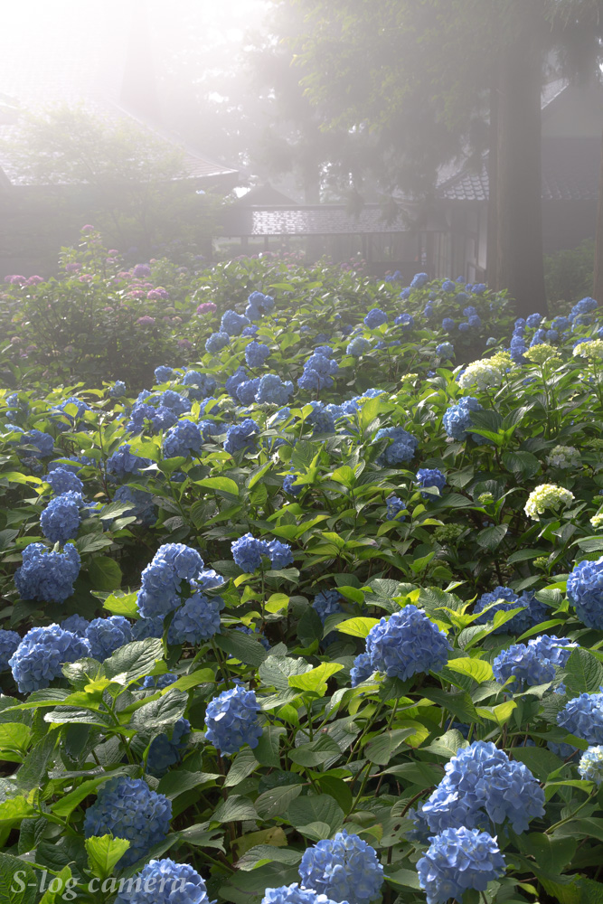 長野県の紫陽花の名所を紹介 絶対に撮影するべき５選 写真好き男子のカメラブログ 長野県の魅力を伝えたい