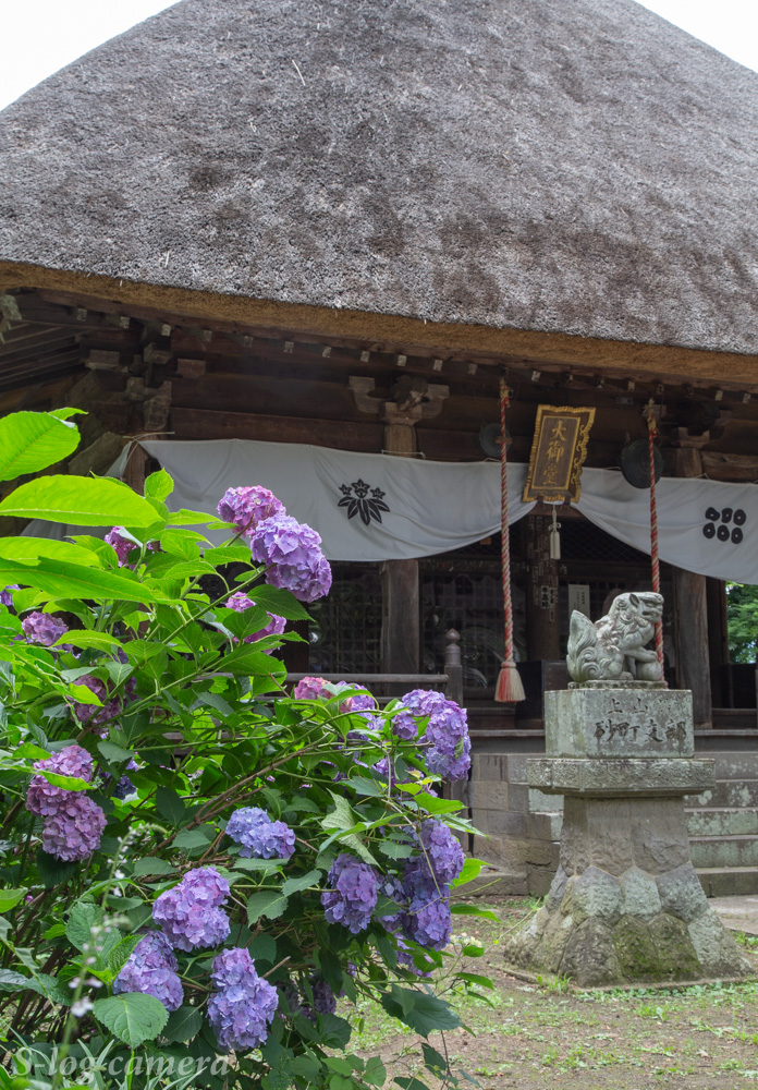 長野県の紫陽花の名所を紹介 絶対に撮影するべき５選 写真好き男子のカメラブログ 長野県の魅力を伝えたい