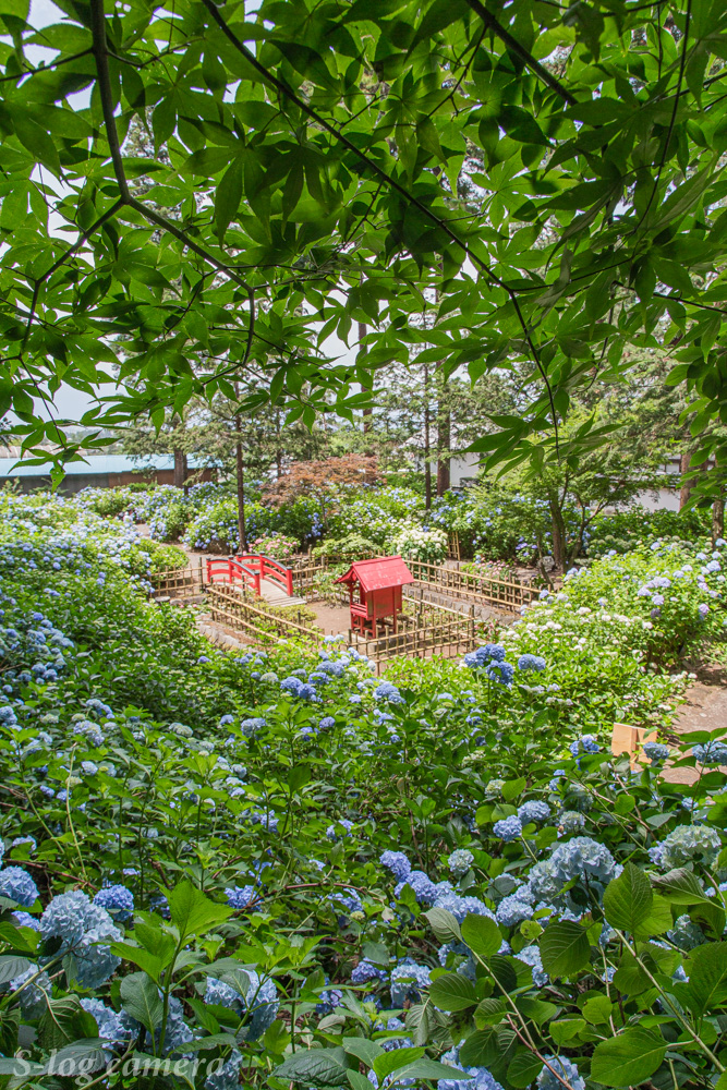 長野県の紫陽花の名所を紹介 絶対に撮影するべき５選 写真好き男子のカメラブログ 長野県の魅力を伝えたい