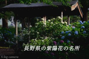 長野県の紫陽花の名所