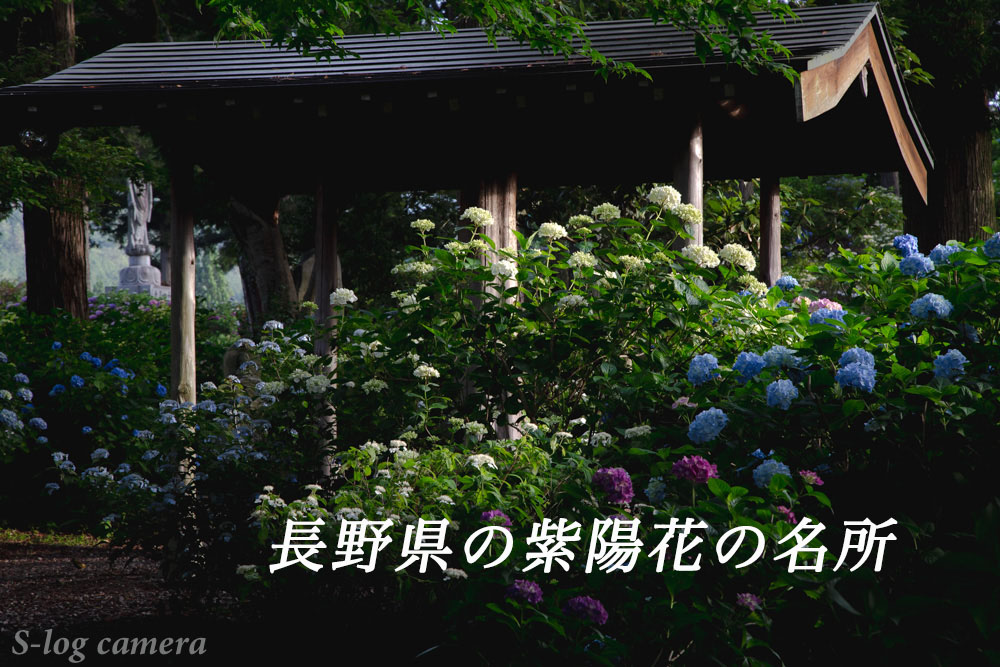 長野県の紫陽花の名所