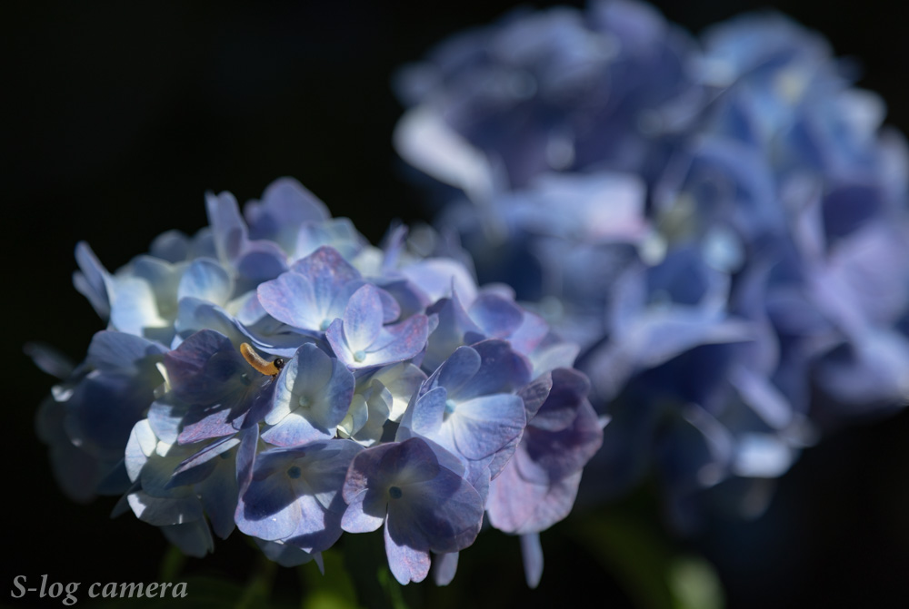 深妙寺の紫陽花