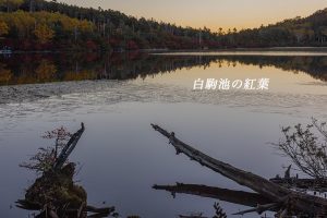 白駒池の紅葉