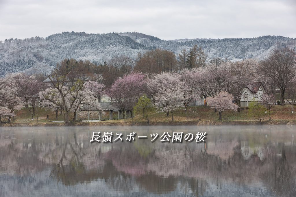長嶺スポーツ公園の桜